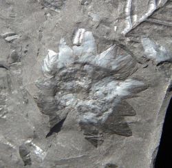 Dwarse doorsnede van Lepidostrobus